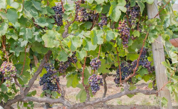 Huarmey lanza los vinos de la Cosecha 2025 con feria, premiación y música en vivo