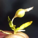 orquidea