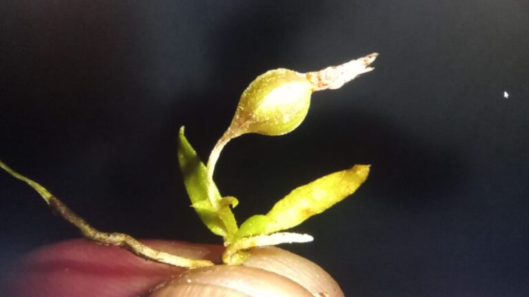 orquidea