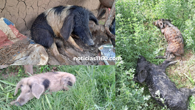 Crema Marrón Fotográfico Belleza Plataforma Lanzamiento Sitio Web (3)