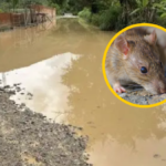 que-es-leptospirosis