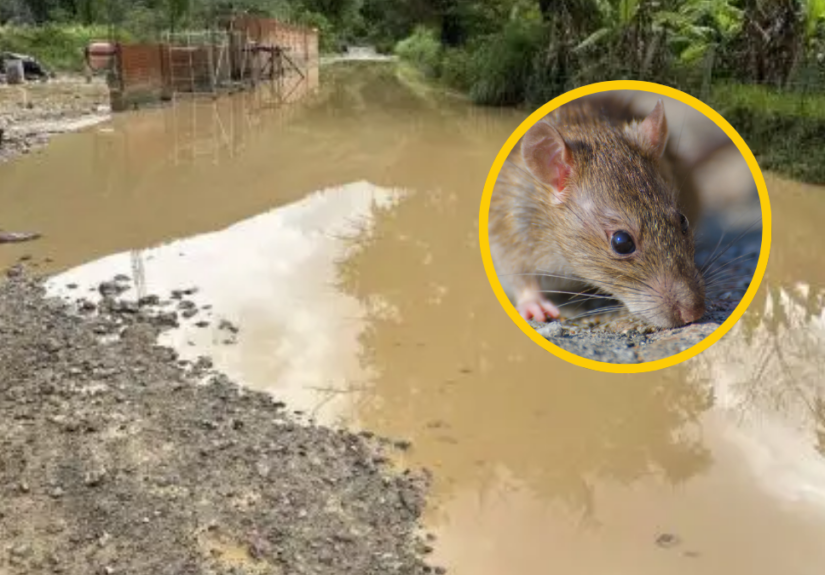 que-es-leptospirosis