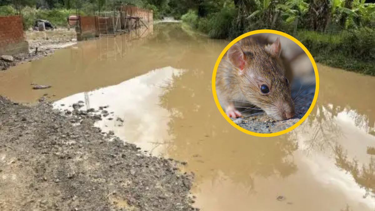que-es-leptospirosis