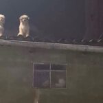 perrito-en-techo-abandonado