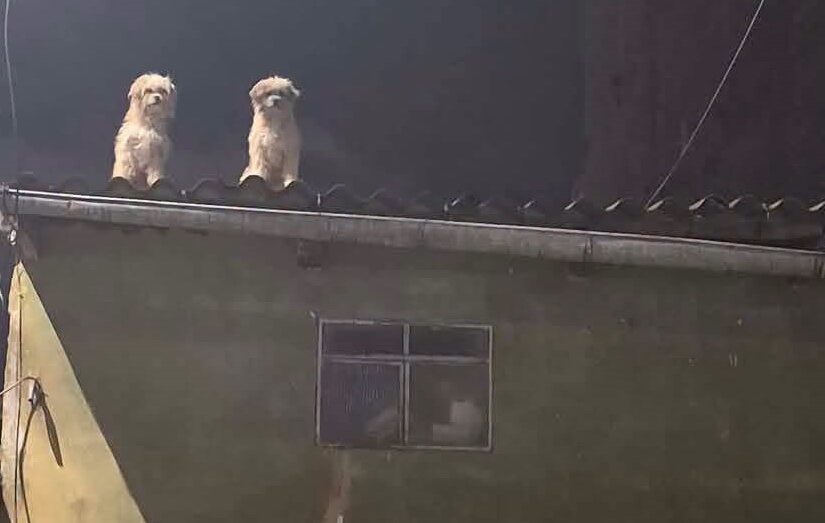 perrito-en-techo-abandonado