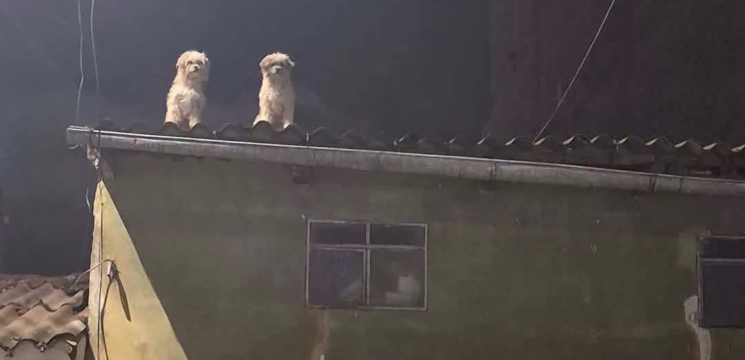 perrito-en-techo-abandonado